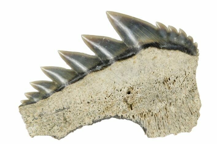 Fossil Cow Shark (Notorhynchus) Tooth - Aurora, NC #184326